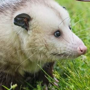 For SARAH! Irregular Choice!